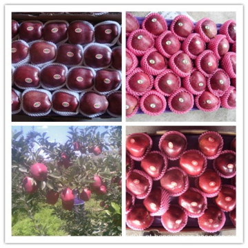 Red Delicious Apple / Fresh Huaniu Apple